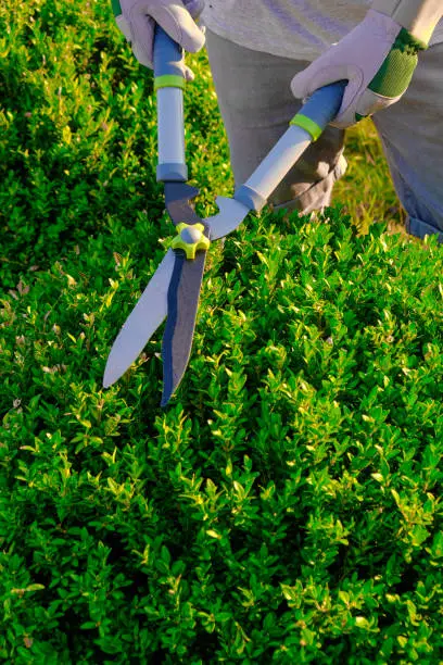 Boxwood pruning.Shearing and shaping boxwood in a sunny summer green garden.Plant pruning.Garden shears in male hands cutting a boxwood.Tool for plant formation