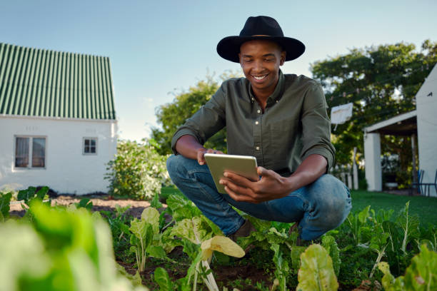 istock Mixed race male farmer working in green vegetable patch holding digital tablet 1401459571