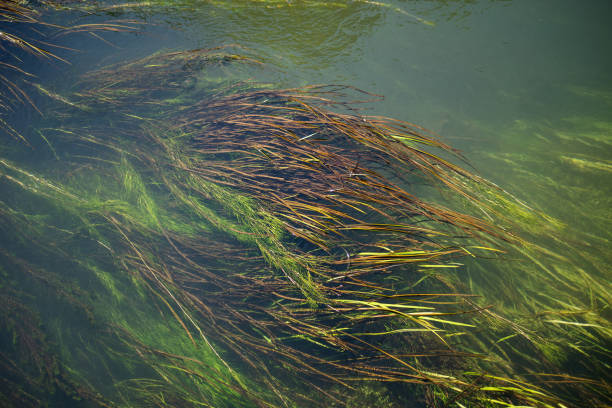 istock aquatic grass in the river 1401461146