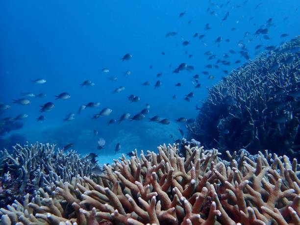 Fish and coral Great Barrier Reef great barrier reef marine park stock pictures, royalty-free photos & images