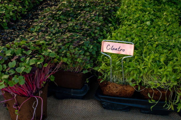 istock Sprouted cilantro microgreens on market stand 1401465149