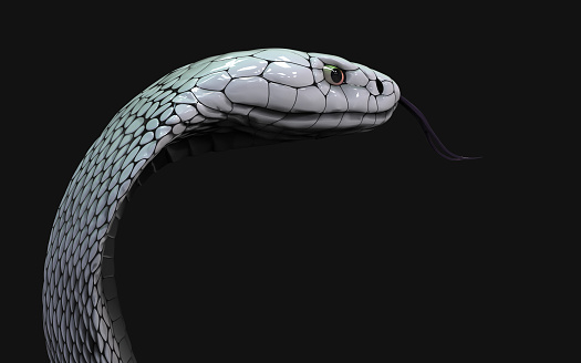 Albino king cobra snake isolated on black background