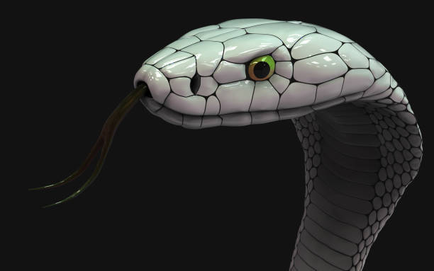 istock Albino king cobra snake isolated on black background 1401465848