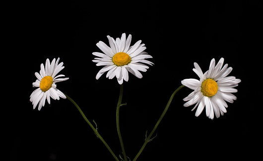Bouquet of daisies on a black background.