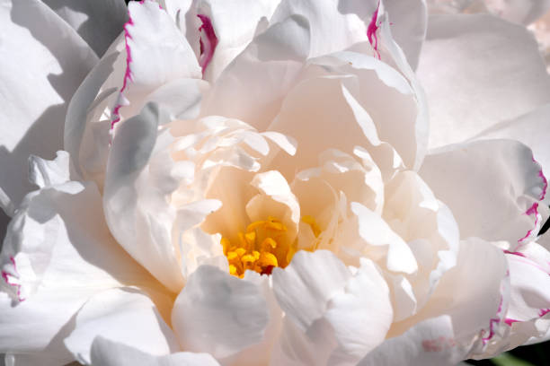 Pink peony blooms closeup macro photography floral bright floral background