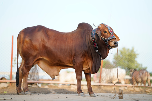 Beautiful cow or buffalo is standing for sale in the market for the sacrifice feast of Eid ul adha