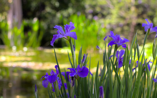 Violet (perple) irises flowers in a garden on a sunny day. Shallow depth of field.