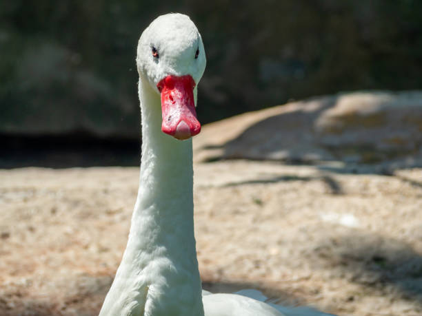 istock Portrait of a white wild goose. 1401468166