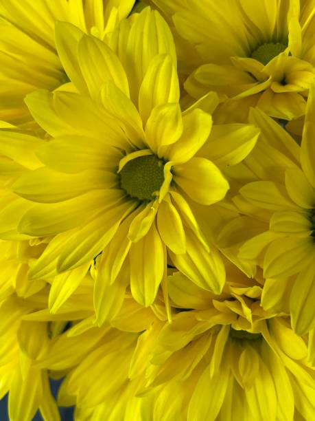 istock A Yellow Daisy Flower Bouquet With Green Centers. 1401468437