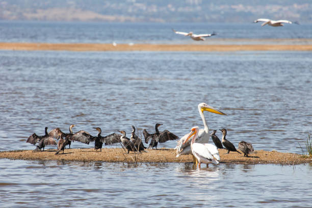 istock Great white pelicans and white-breasted cormorants 1401469371
