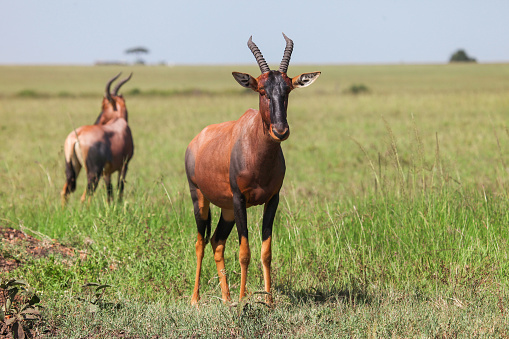 Antelope topi (Damaliscus lunatus jimela) in the Masai Mara National Park, Kenya