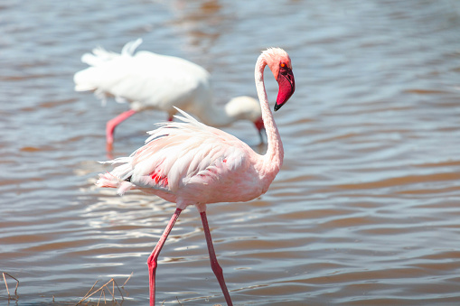 Lesser flamingo (Phoeniconaias minor) in the Lake Nakuru National Park, Kenya
