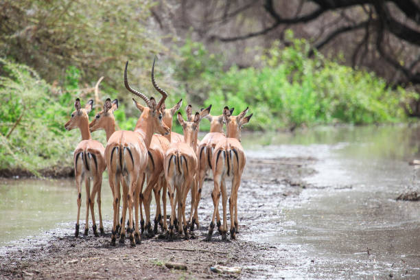 임팔라 antelopes - lake manyara national park 뉴스 사진 이미지