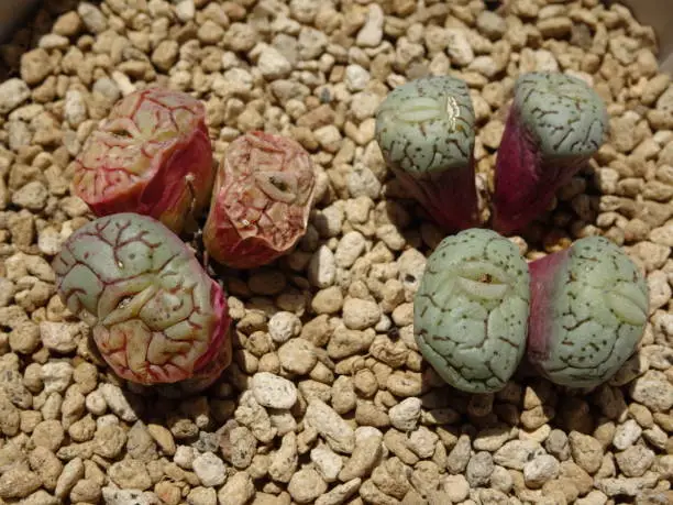 Photo of Succulents Conophytum genus Wittebergense Dormant Photo