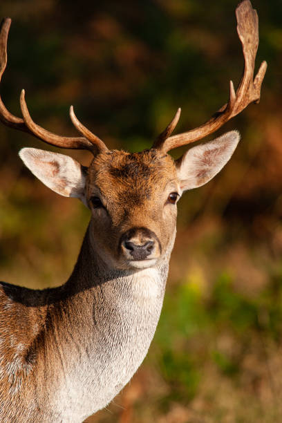 istock Fallow deer stag during the annual rut in London, UK 1401470507