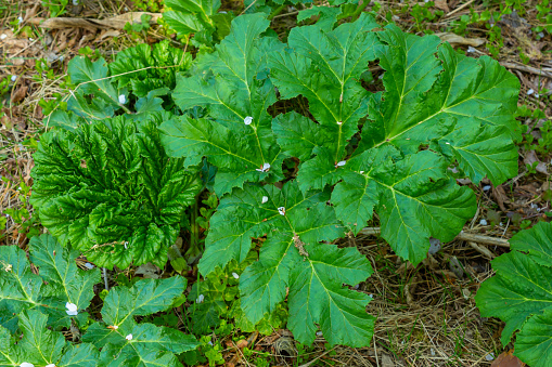 Big leaf of Heracleum sosnowskyi cow-parsnip in Caucasus forest. Nature background.