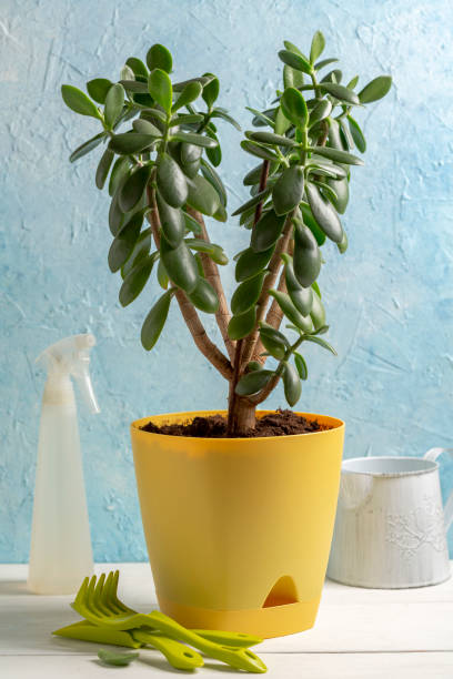 istock Crassula ovata in a yellow plastic pot. 1401472103