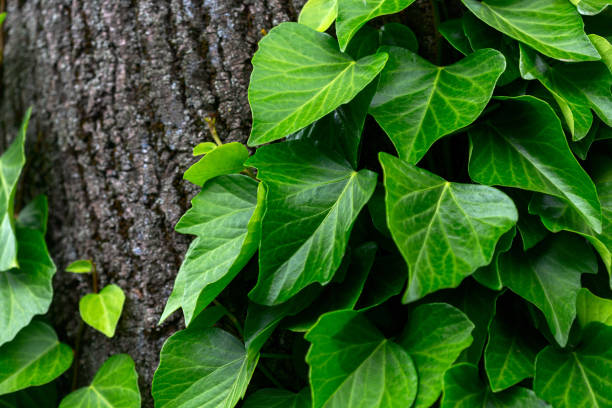 Fresh green leaves background, Hedera colchica is a species of ivy, Persian ivy vine growing on the tree trunk in the garden, close up. Atmospheric spring plant background.