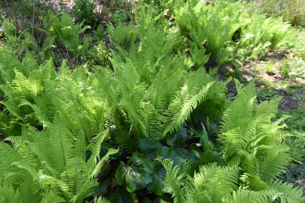 Ostrich ferns. Ostrich ferns. Onocleaceae perennial plants. It grows in swamps and spring shoots are edible, and the leaves are beautiful, so they are used in Japanese-style gardens. shuttlecock fern stock pictures, royalty-free photos & images