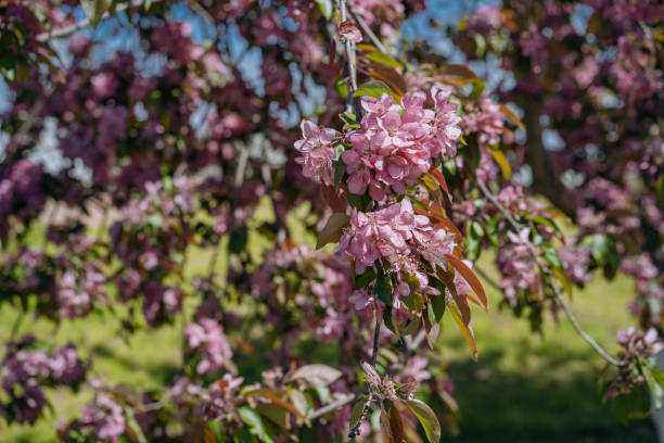 istock Blossoming apple trees. The apple orchard is in bloom in spring. Public park 1401473253