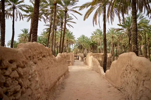 View with diminishing perspective of dirt path with ancient mudbrick walls running through date palm grove.