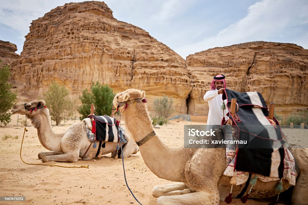 Young Saudi man saddling camel for trek in desert Two dromedary camels lying in sand as Middle Eastern man in traditional dish dash, kaffiyeh, and agal lays blankets on saddle. Saudi Arabia Stock Photo