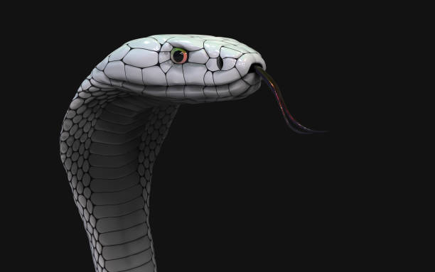 close up shot of cobra hood