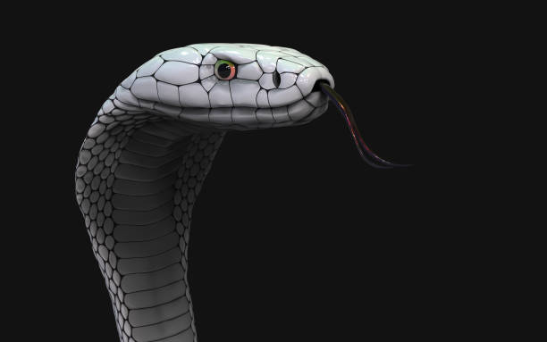 Albino king cobra snake isolated on black background 3d Illustration of Albino king cobra snake isolated on black background, White cobra snake with clipping path. ophiophagus hannah stock pictures, royalty-free photos & images