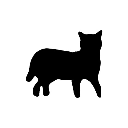 Close-up of black cat silhouette on white background.