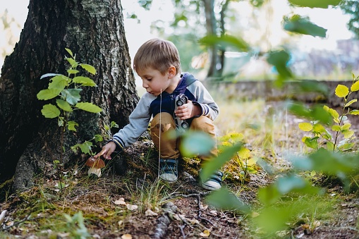 happy little boy found an edible boletus mushroom under the tree. Image with selective focus