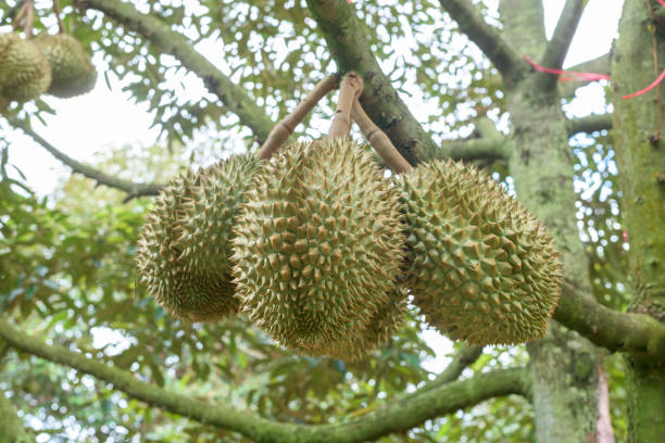 istock Close up of durians on the tree. 1401475112