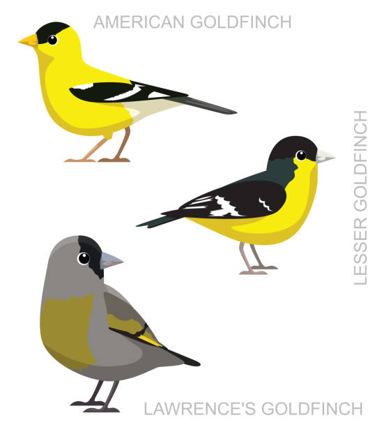 süßer vogel amerikanischer stieglitz set cartoon vektor - stieglitz stock-grafiken, -clipart, -cartoons und -symbole