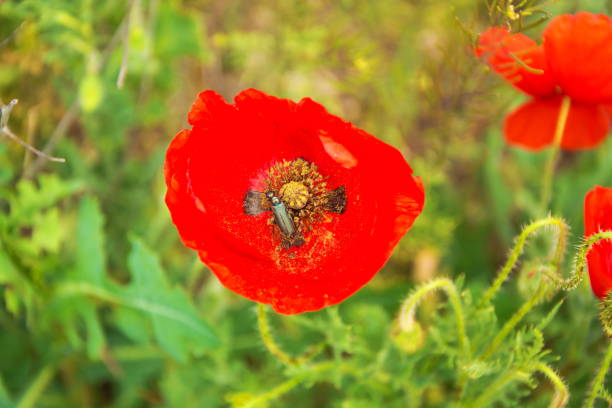 istock scarlet poppy flower 1401476164