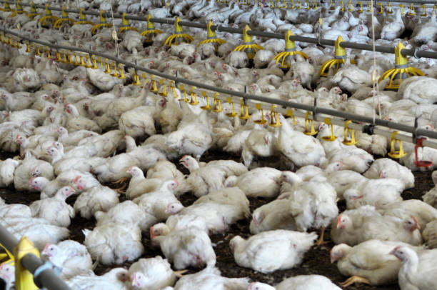istock Farm for growing broiler chickens 1401476284