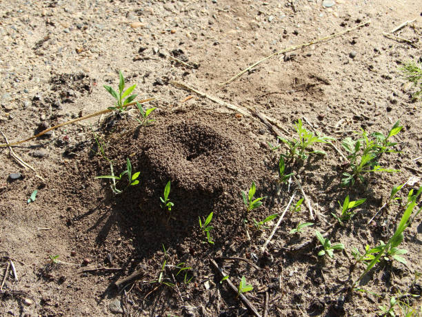 istock Anthill in the yard on a ground 1401477460