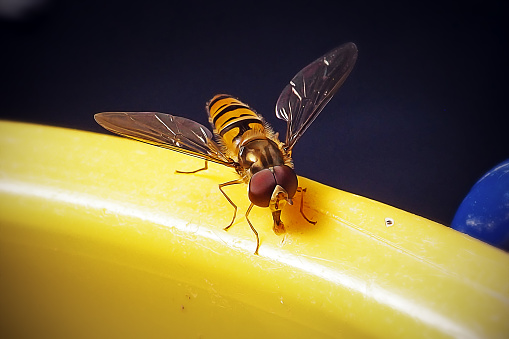 Syrphus ribesii Hoverfly Insect. Digitally Enhanced Photograph.