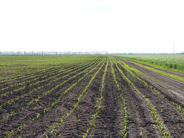 istock Agricultural field with small corn sprouts 1401478304