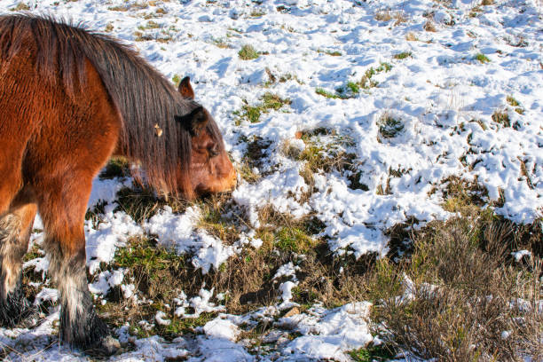 istock wild horse eating on the snowy hillside 1401478587