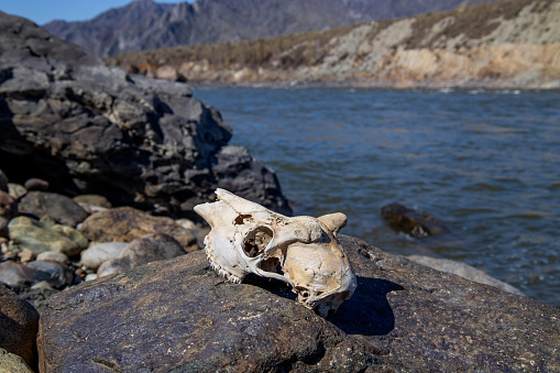 The skull of the animal lies on a large stone on the bank of the river. Journey through mountainous regions in spring. Sunny landscape horizontal.