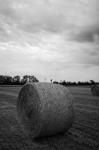 field with hay bales - monochrom