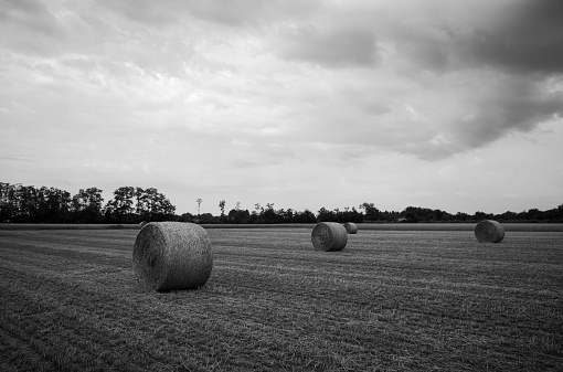 field with hay bales - monochrom