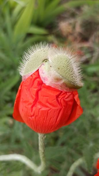 ケシのつぼみが咲く、マクロ。花の春の新鮮さ - poppy bud ストックフォトと画像