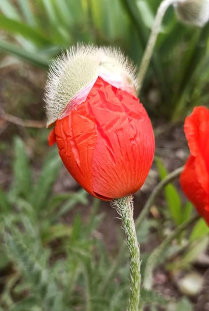 ケシのつぼみが咲き誇っています。 - poppy bud ストックフォトと画像