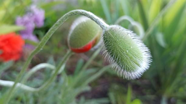 花壇の上のクローズアップケシの芽。 - poppy bud ストックフォトと画像