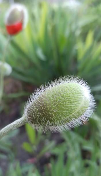 close-up de broto de papoula - poppy bud - fotografias e filmes do acervo