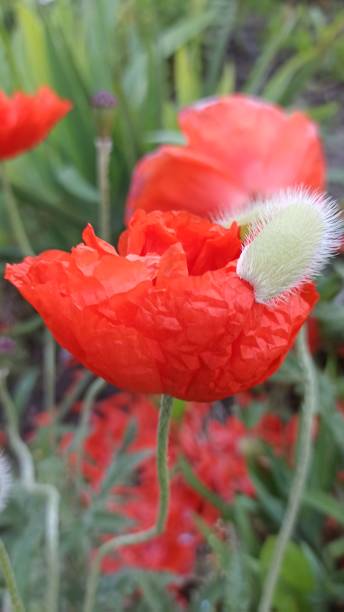 o broto de papoula está florescendo, de perto. - poppy bud - fotografias e filmes do acervo