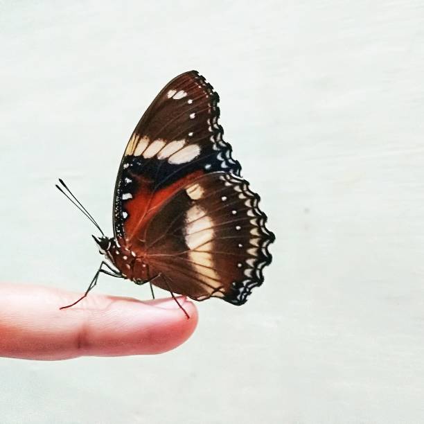 istock A butterfly perched on the finger. concept white background. 1401482502
