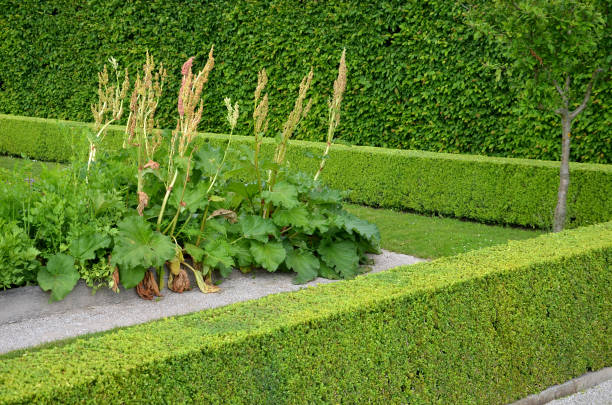 jardín medicinal casero con hierbas para reumático, digestión, ruibarbo para pastel, para secar té y hierbas aromáticas para licores alcohólicos para usar. macizos de flores elevados regulares bordeados por tablones de roble, buxus sempervirens, vale - myosotis sylvatica fotografías e imágenes de stock