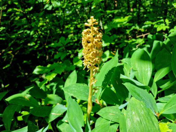 istock Neottia nidus-avis flower 1401484958