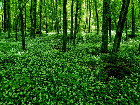 Bear's Garlic captured in a forest in the canton of aargau. The image was shot at the end of springtime inside a forest.